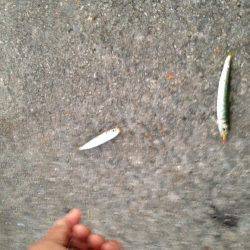 カラバリでイワシさん