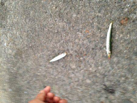 カラバリでイワシさん