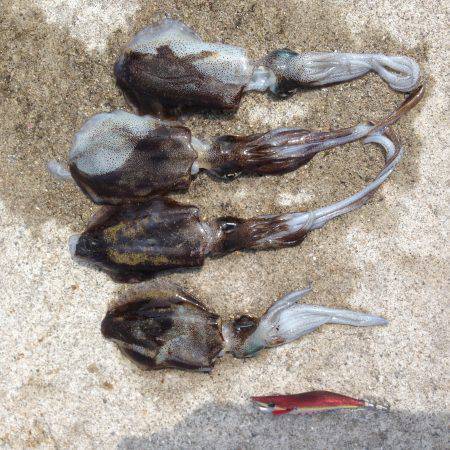 ハギング&夏エギング