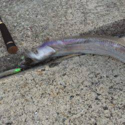 今年は少し時期が早いのか?