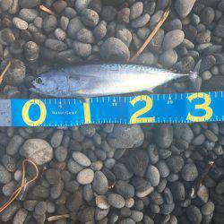 久しぶりの煙樹ヶ浜て