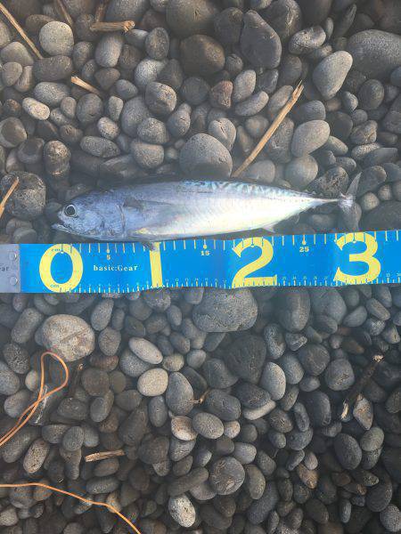 久しぶりの煙樹ヶ浜て