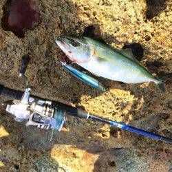 ツバス〜ハマチ爆釣デス