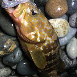 キジハタ高活性！