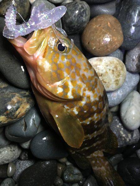 キジハタ高活性！