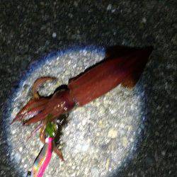 ケンサキ好調！