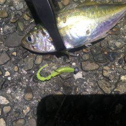 鱗付けアジング