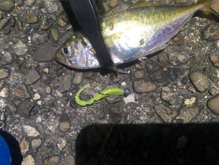 鱗付けアジング