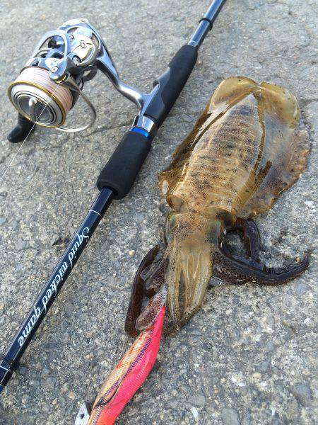 少しマシな新子