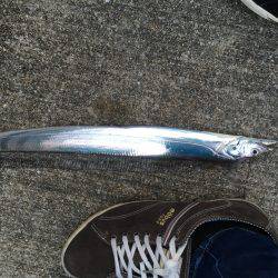 北公園にてタチウオ