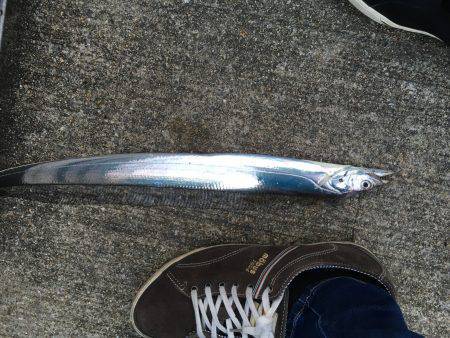 北公園にてタチウオ