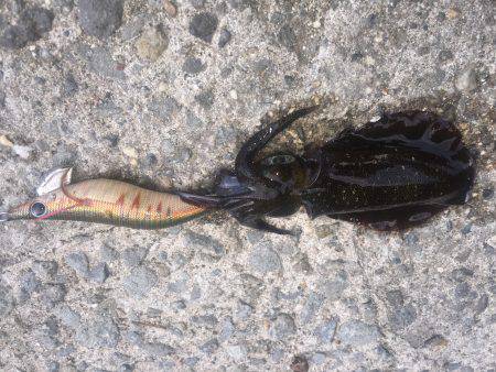 初アオリ調査！with GT