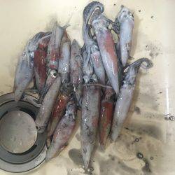 チョチョイと剣先。