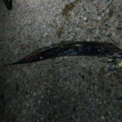 釣っても釣ってもマメ