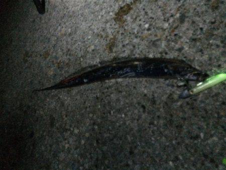 釣っても釣ってもマメ