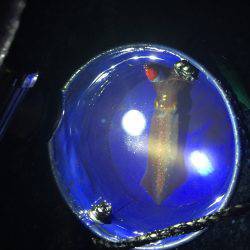 剣先イカ エギング