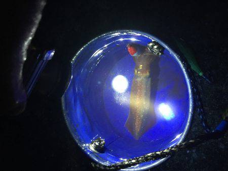 剣先イカ エギング