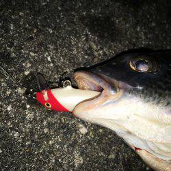 久し振りにチニング