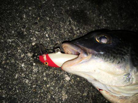 久し振りにチニング