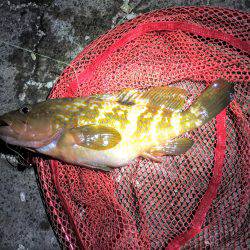 新港ナイトゲーム