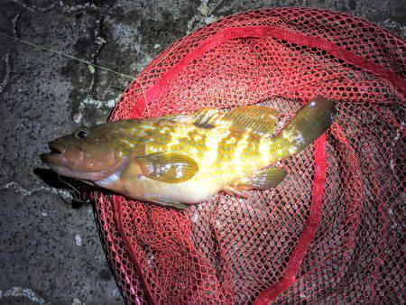 新港ナイトゲーム