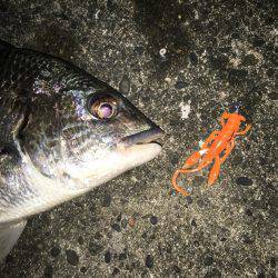 連日でチニング