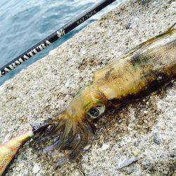 短時間新子調査と太刀魚