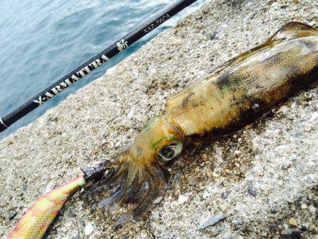 短時間新子調査と太刀魚