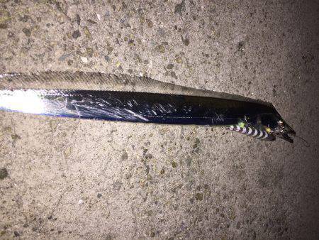 タチウオ楽しい