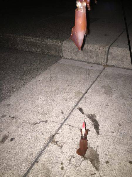 まったりエギング☆