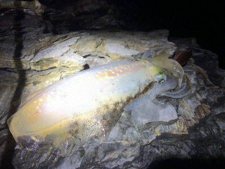 あちこちランガン‼︎