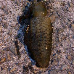 ライトエギング