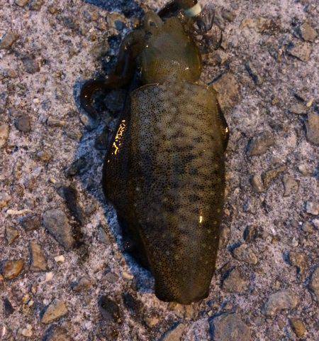 ライトエギング