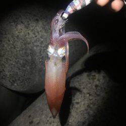 初物！ケンサキイカ！！