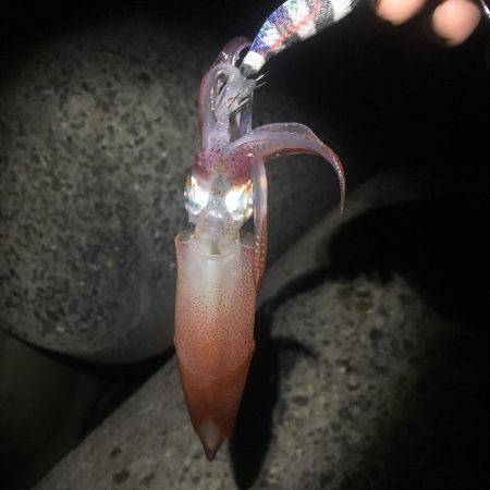 初物！ケンサキイカ！！