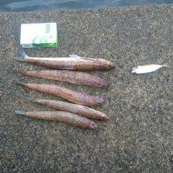 アジングのちライトショアジギング