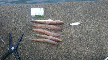 アジングのちライトショアジギング