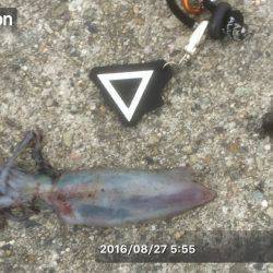 ケンサキ良好、アオリ不発