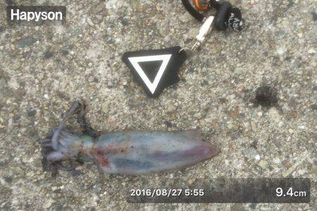 ケンサキ良好、アオリ不発