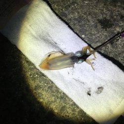 爆風。大雨。イカパンチ。