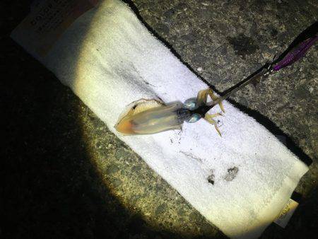 爆風。大雨。イカパンチ。