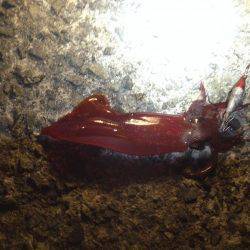 アオリイカ、キター！