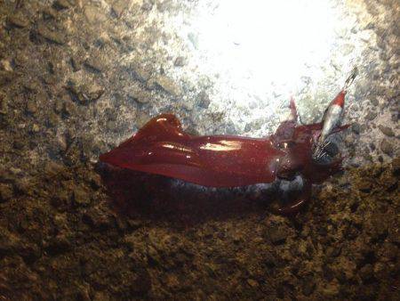 アオリイカ、キター！