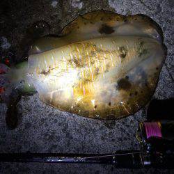 1投目で親イカGET（笑）