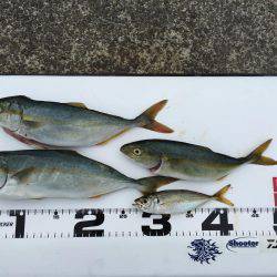 ツバス、アジ、好調