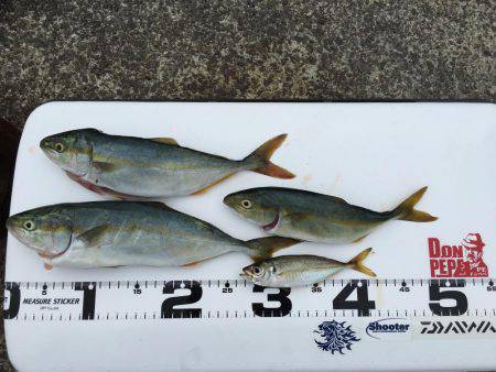 ツバス、アジ、好調