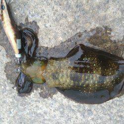 ライトエギング