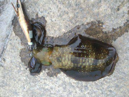 ライトエギング