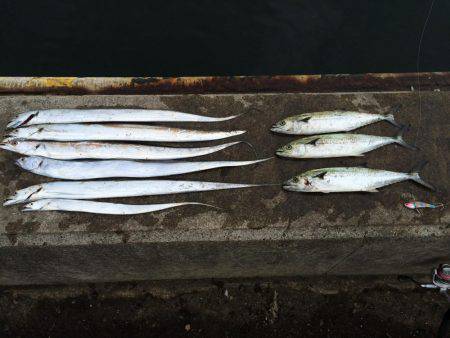 タチウオ、サゴシ