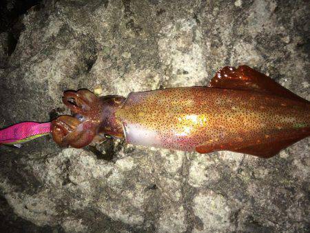 ケンサキ アオリイカ